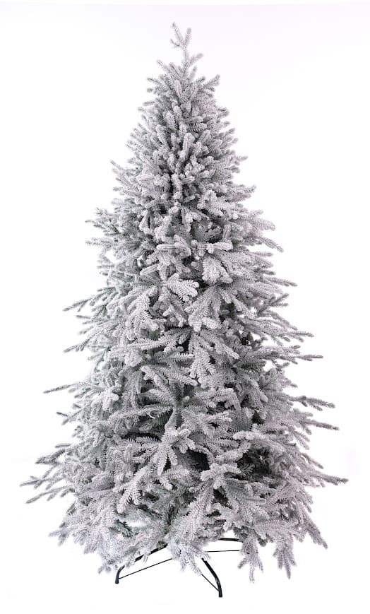 Jodła Królewska SnowCloud CHA12