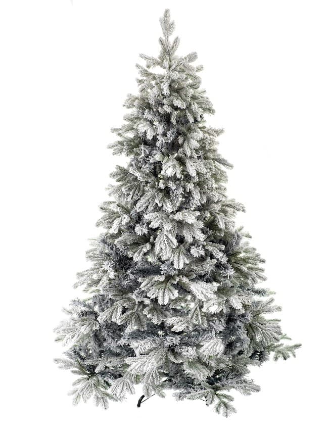 Jodła Królewska Ośnieżona – Winter Crystal CHA02